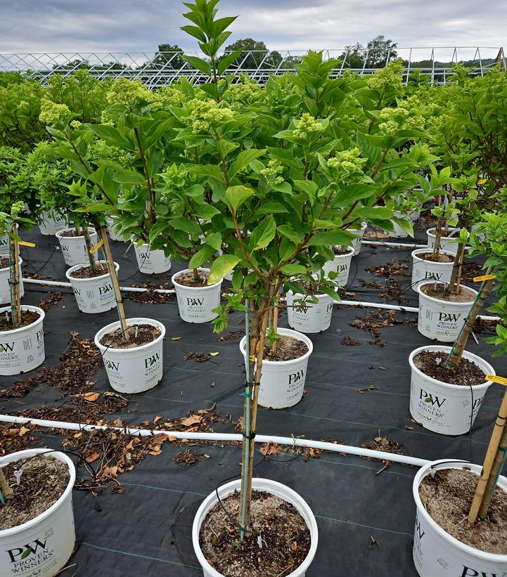 Hydrangea paniculata Little Lime®