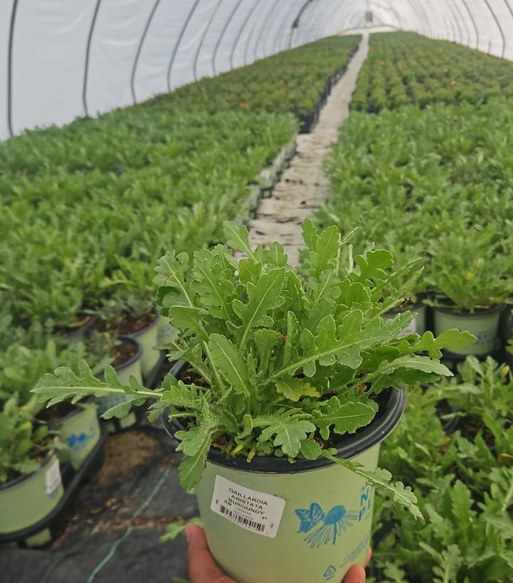 Gaillardia aristata Burgundy