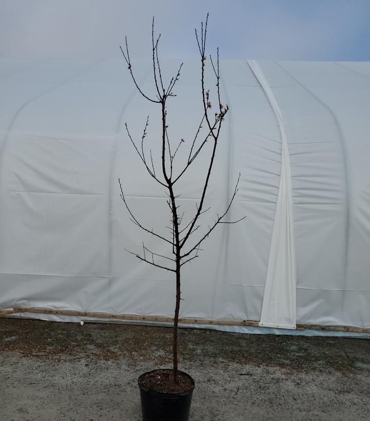 Prunus salicina 'Santa Rosa'