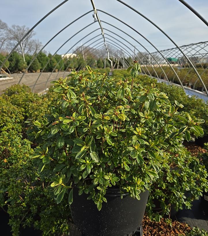 Azalea x 'Delaware Valley White'