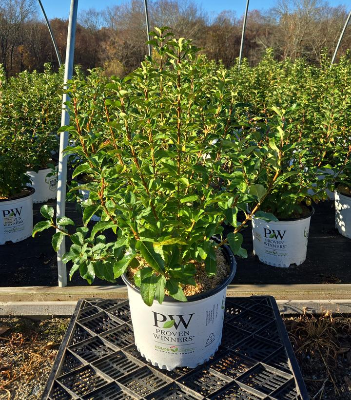 Forsythia x Show Off®