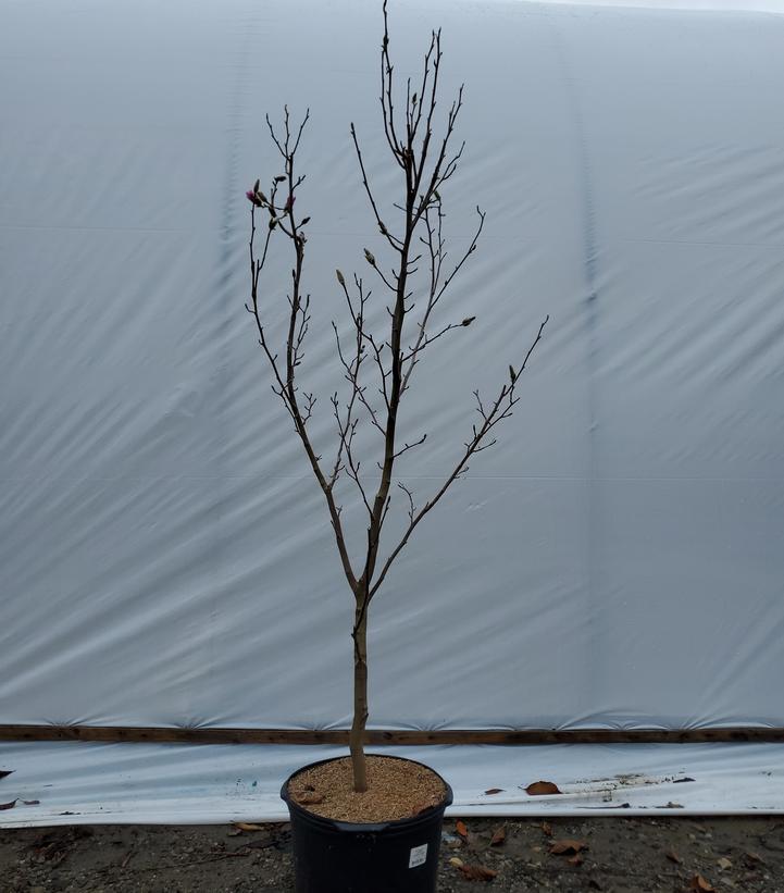Magnolia × loebneri 'Leonard Messel'