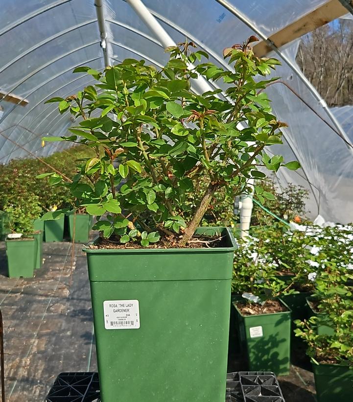 Rosa The Lady Gardener™
