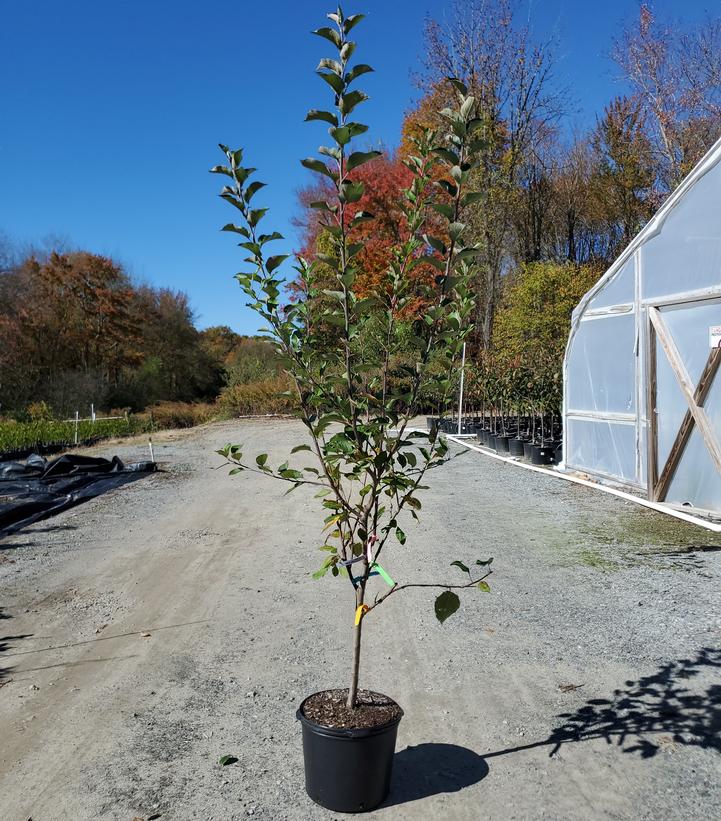 Malus 4 - in - 1 Cold Climate