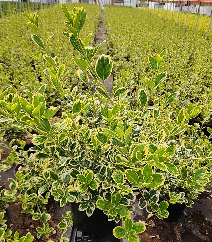 Euonymus japonicus Silver Queen
