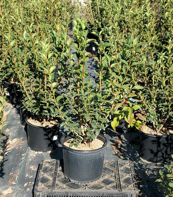 Forsythia x 'Meadowlark'