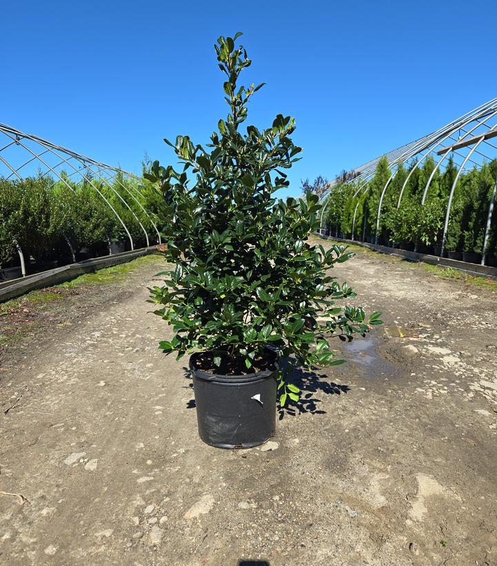 Ilex x 'Nellie Stevens'