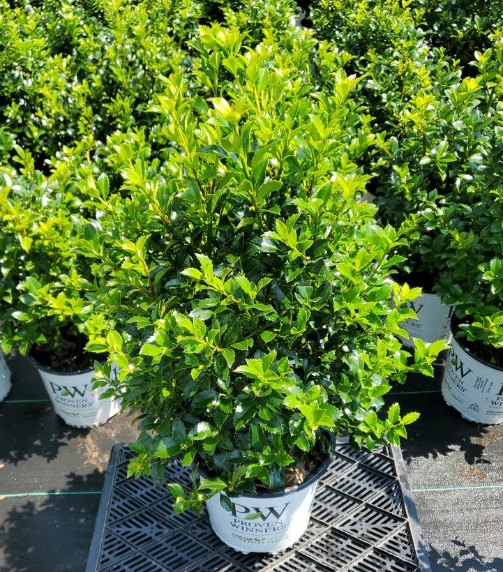 Ilex x meserveae Castle Spire®