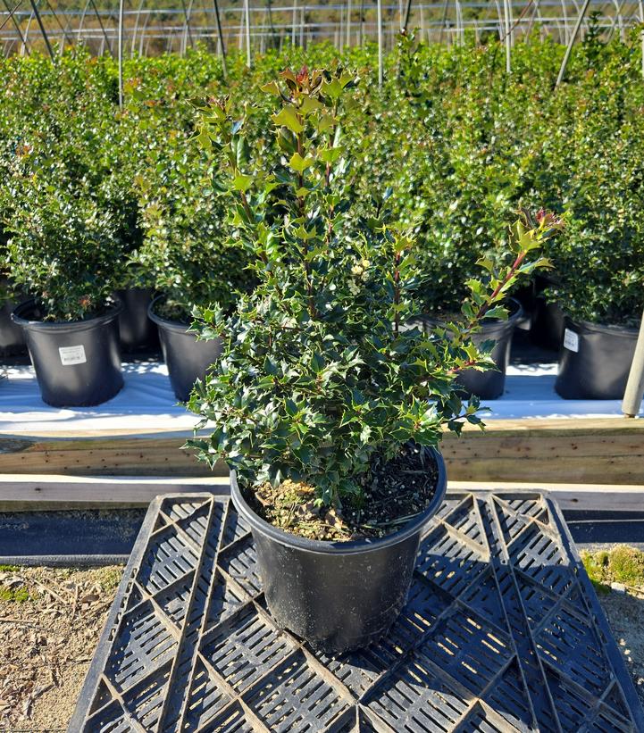 Ilex x Red Beauty™