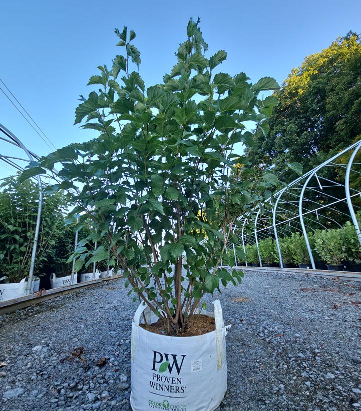 Viburnum dentatum Blue Muffin®