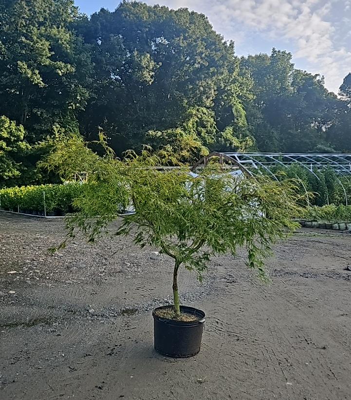 Acer palmatum dissectum 'Waterfall'