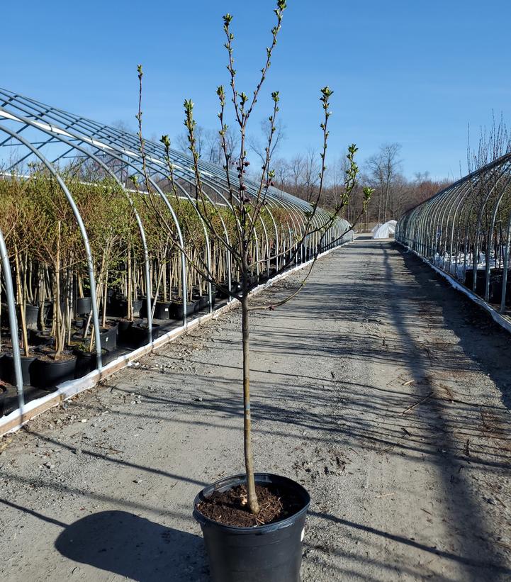 Malus X Donald Wyman