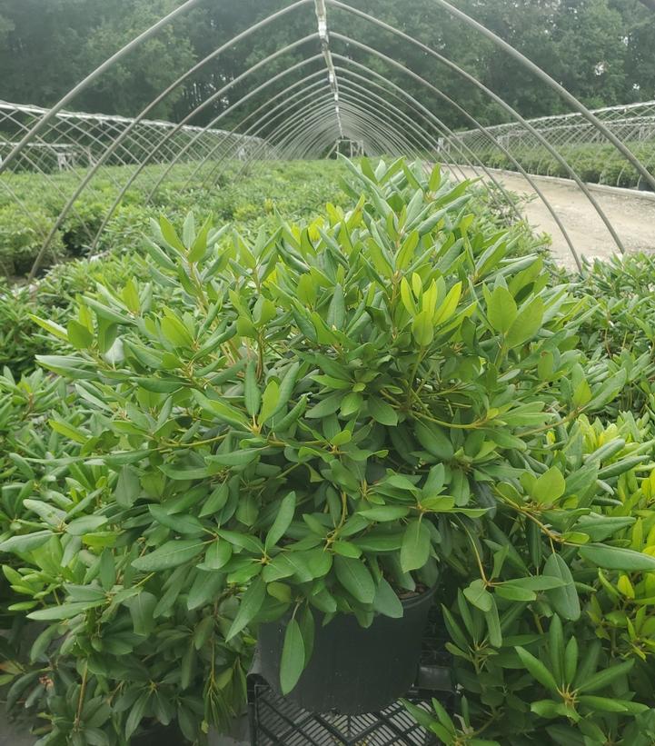 Rhododendron cat. 'English Roseum'