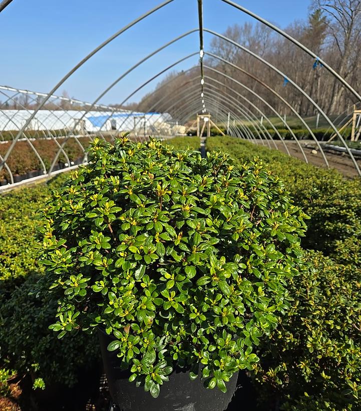 Azalea x 'Girard's Pleasant White'