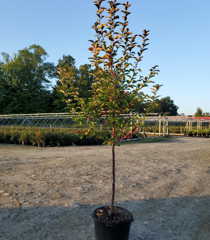 Malus Adams