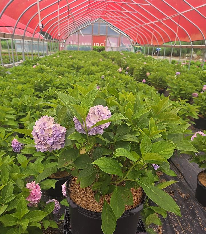 Hydrangea macrophylla Nikko Blue