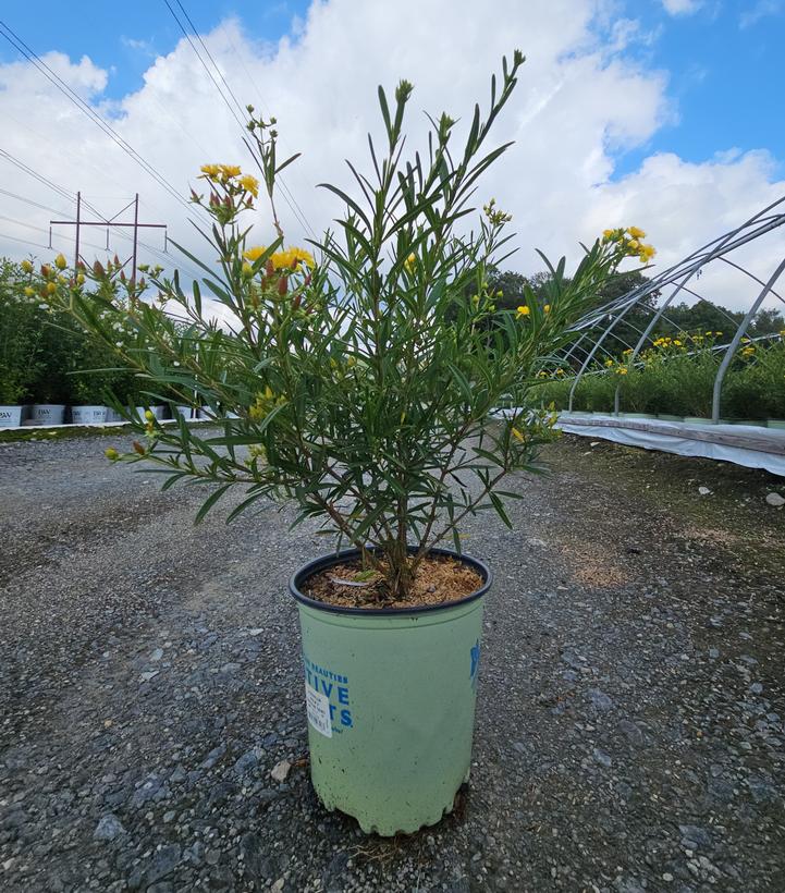 Hypericum kalmianum Gemo