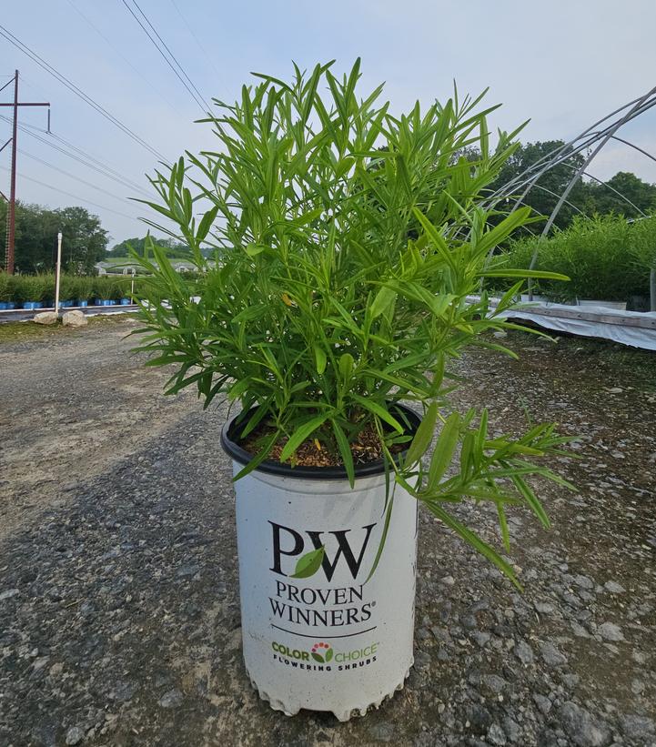 Hypericum X Sunny Boulevard®