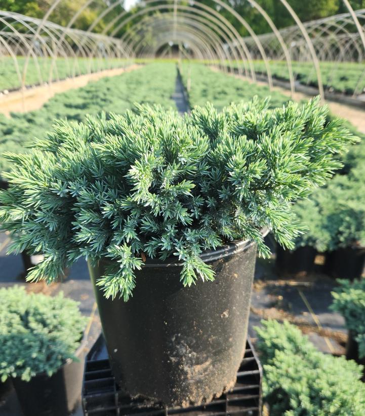 Juniperus squamata 'Blue Star'