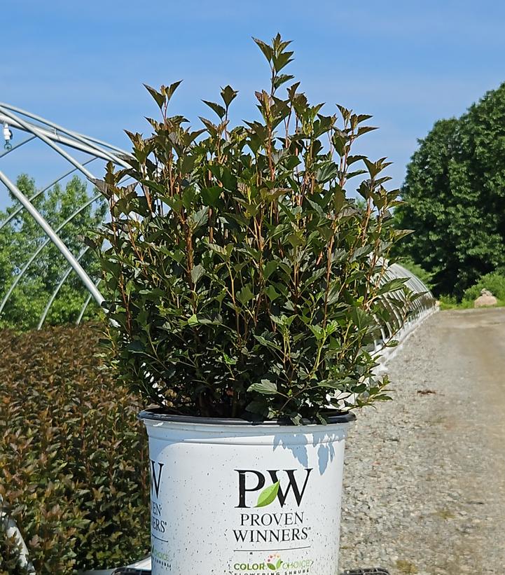 Physocarpus opulifolius Tiny Wine® Tiny Wine®