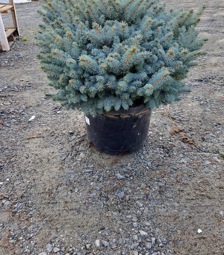 Picea pungens 'Glauca Globosa'