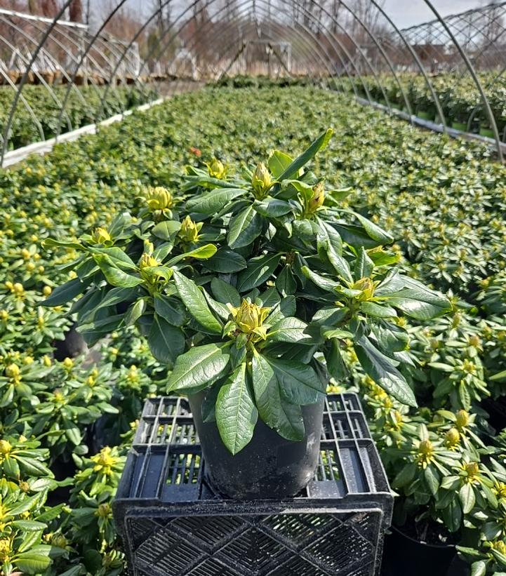 Rhododendron yak. Miyama™ 'Gold Prinz'