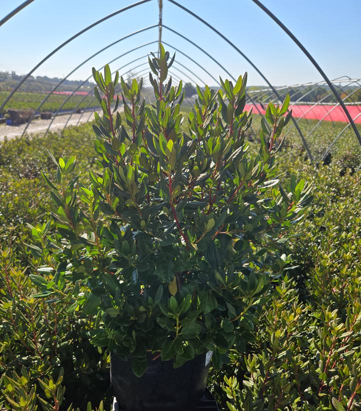 Rhododendron X Midnight Ruby