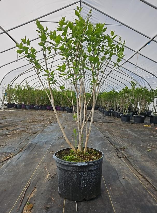 Syringa vulgaris 'Krasavitsa Moskvy'