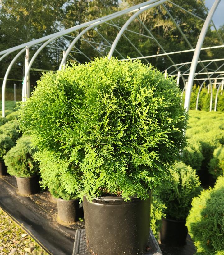 Thuja occindentalis Hetz Midget