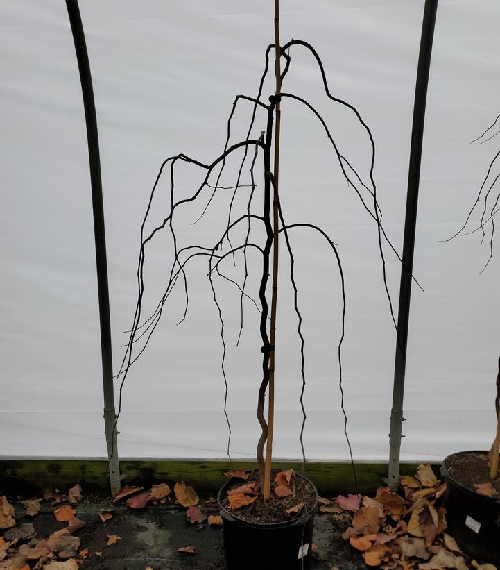 Cercis canadensis 'Ruby Falls'