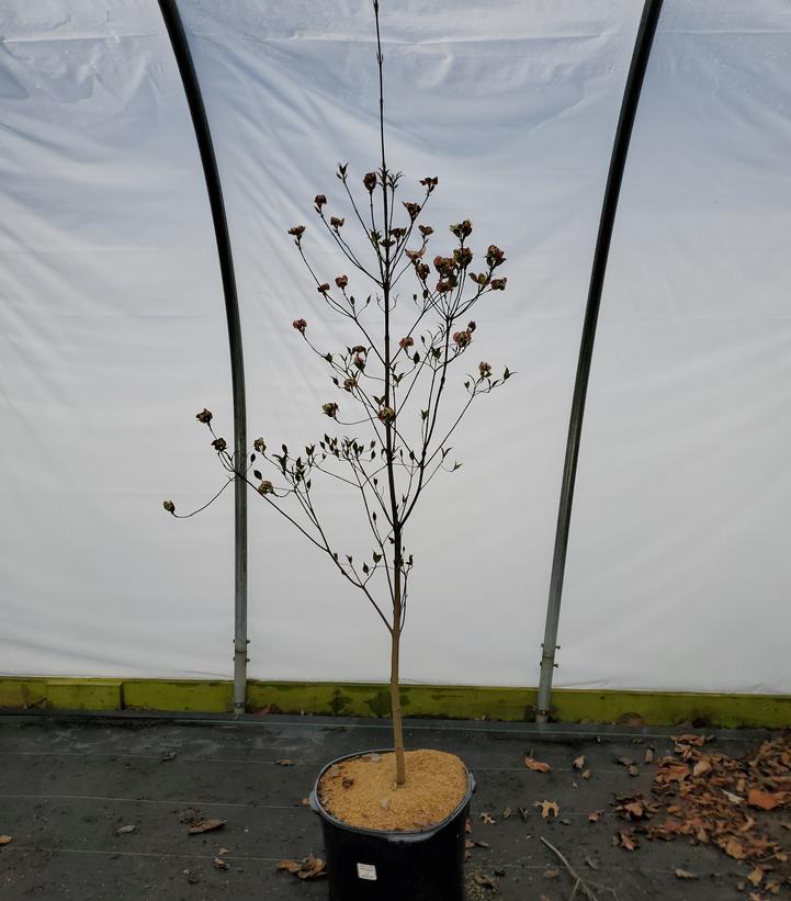 Cornus florida Cherokee Brave™