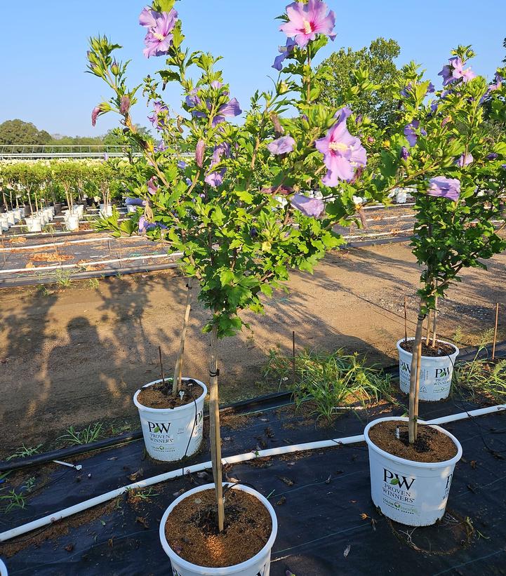 Hibiscus syriacus Azurri Blue Satin®