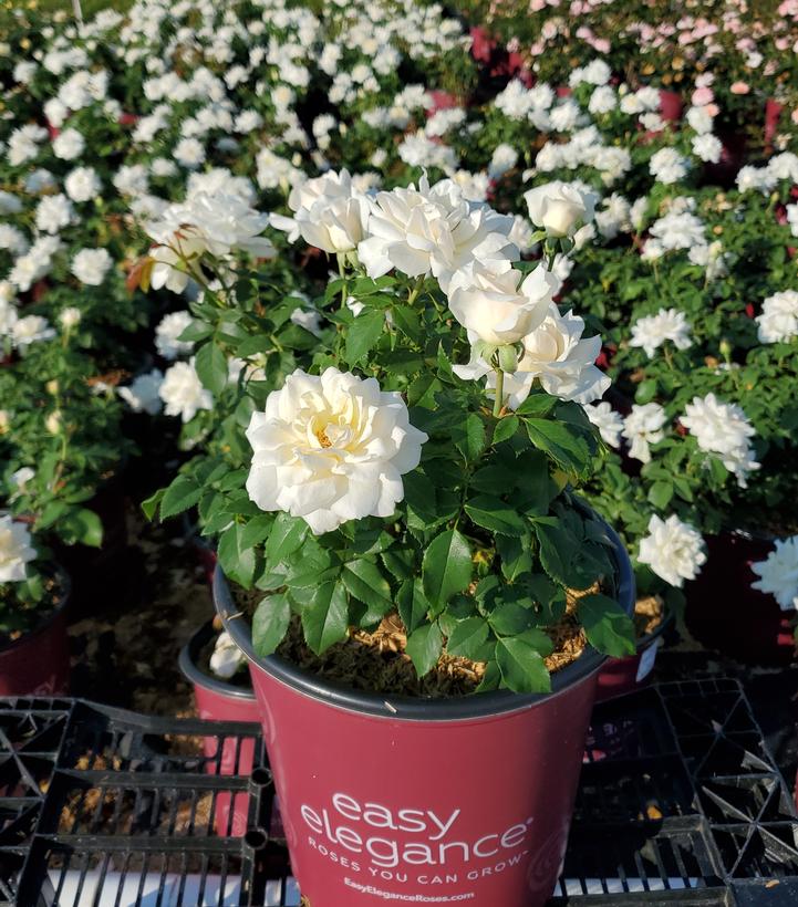Rosa Easy Elegance® Champagne Wishes