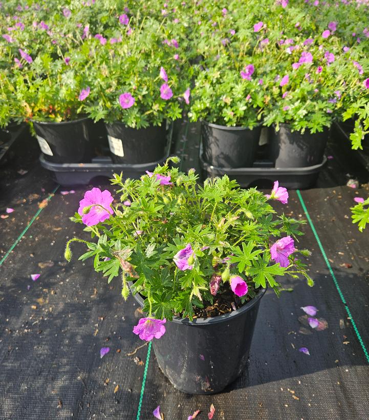 Geranium Max Frei