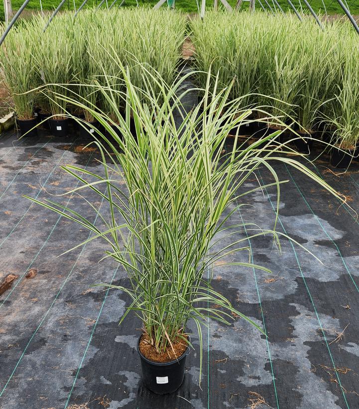 Miscanthus sinensis 'Rigoletto'