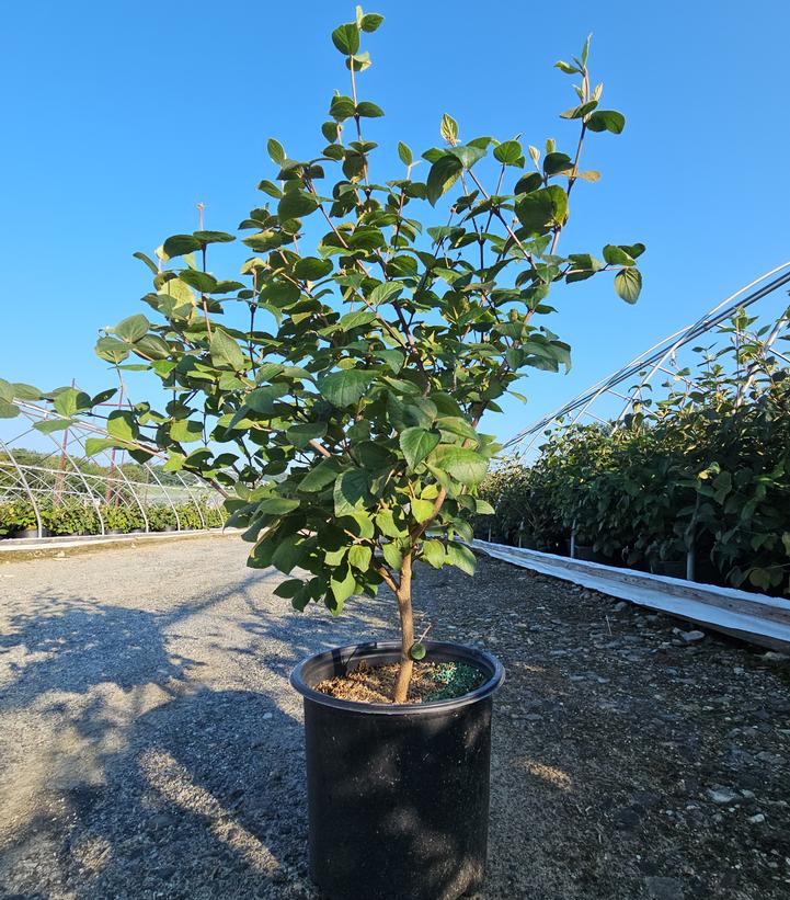 Viburnum carlesii 
