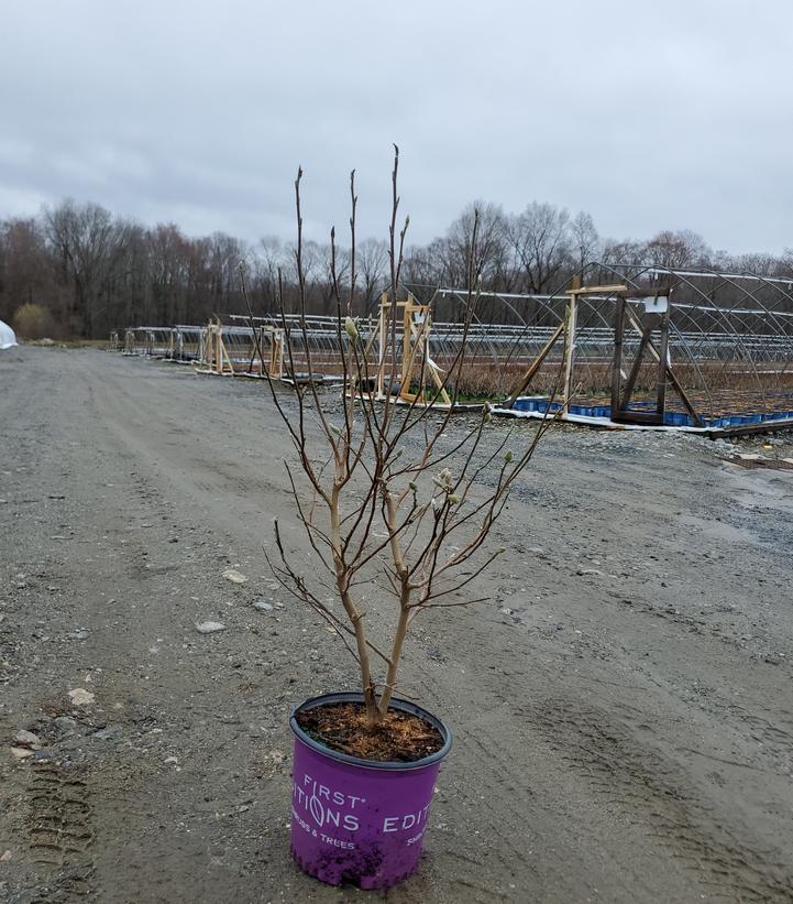 Magnolia stella Centennial Blush™