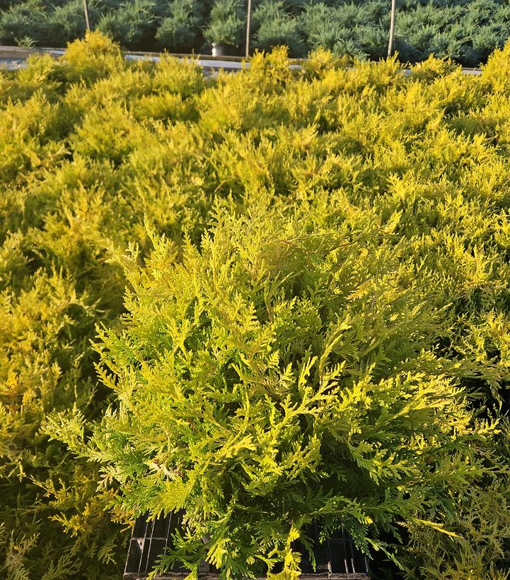 Chamaecyparis pisifera 'Vintage Gold'