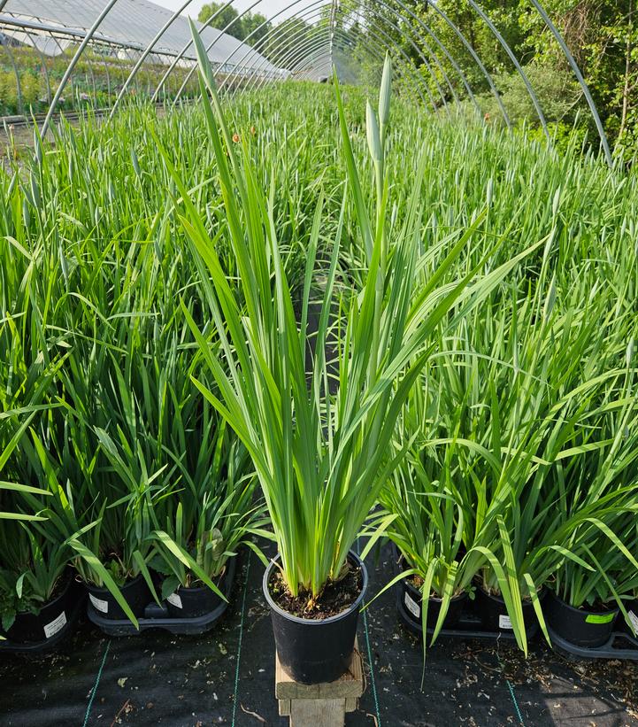 Iris ensata 'Lion King'
