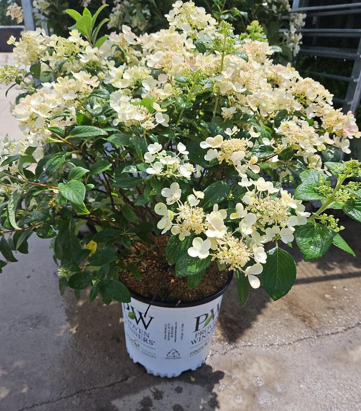 Hydrangea paniculata Little Quick Fire®