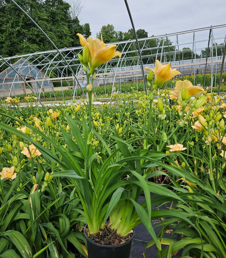 Hemerocallis Custard Candy