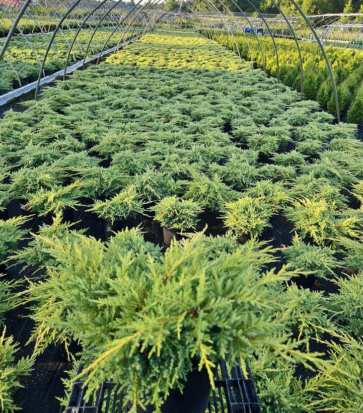 Juniperus chinensis 'Gold Star'