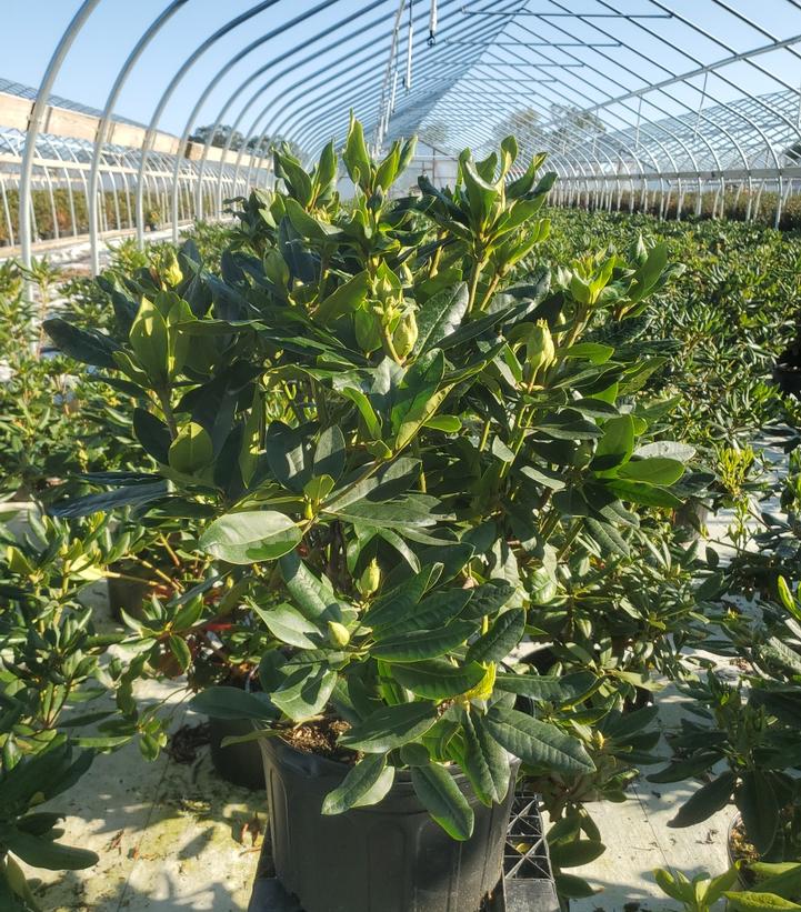 Rhododendron cat. Lee's Dark Purple