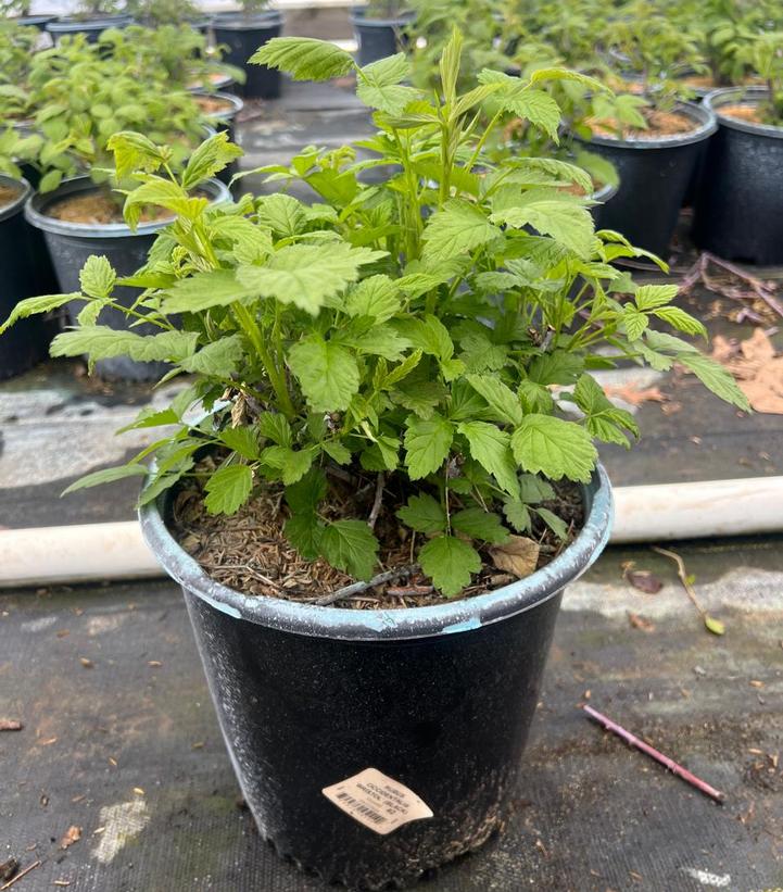 Rubus x 'Bristol'