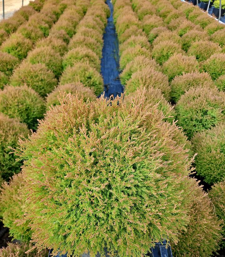 Thuja occidentalis Fire Chief™
