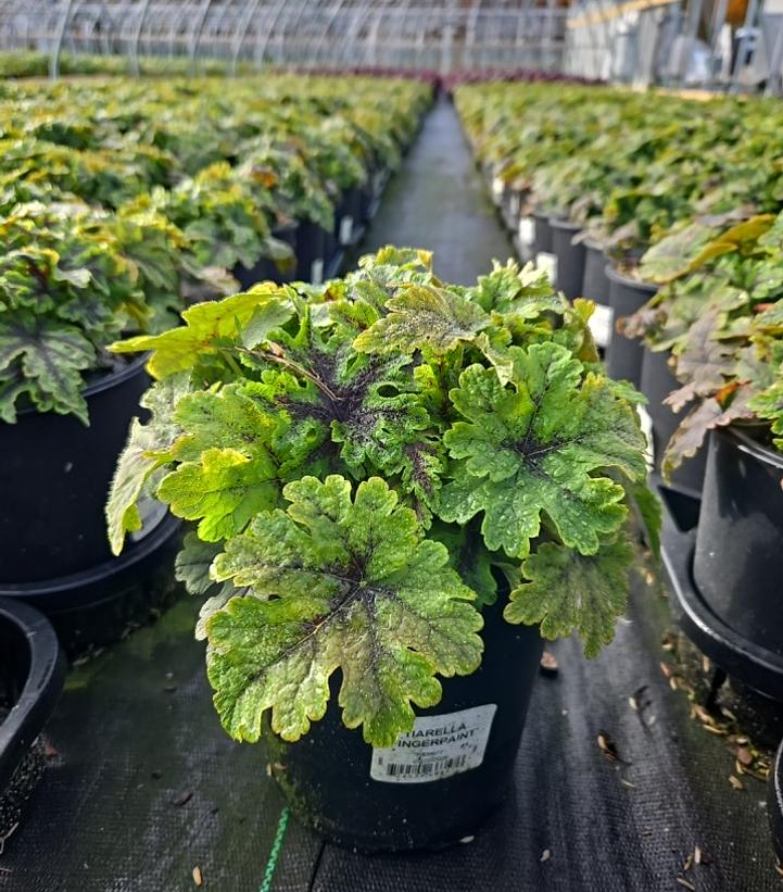 Tiarella x 'Fingerpaint'