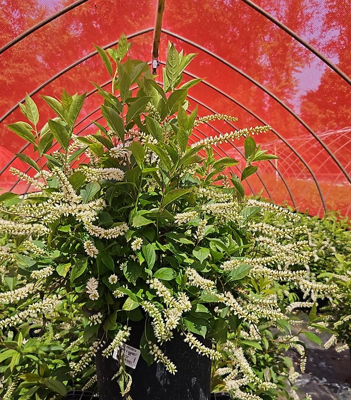 Itea virginica Henrys Garnet