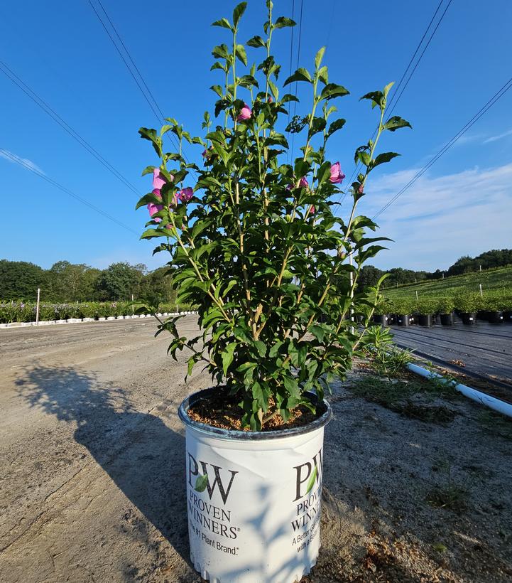Hibiscus syriacus Lil' Kim® Violet