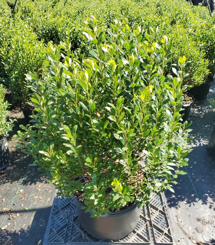 Ilex glabra 'Densa'