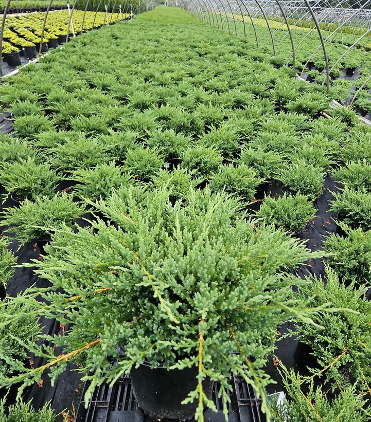 Juniperus chin. Sargentii Viridis